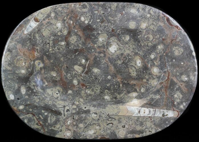 -/ Fossil Orthoceras & Goniatite Plate - Stoneware #40543